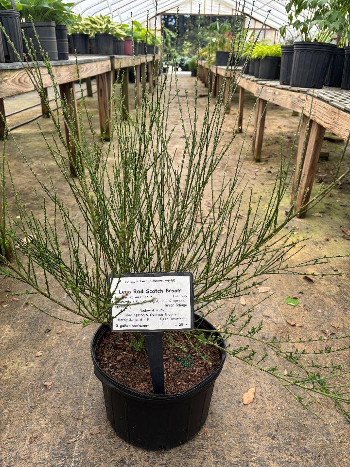 Lena Red Scotch Broom | Deer-Resistant Flowering Shrub